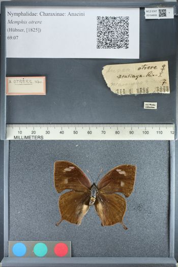 Media type: image;   Entomology 164806